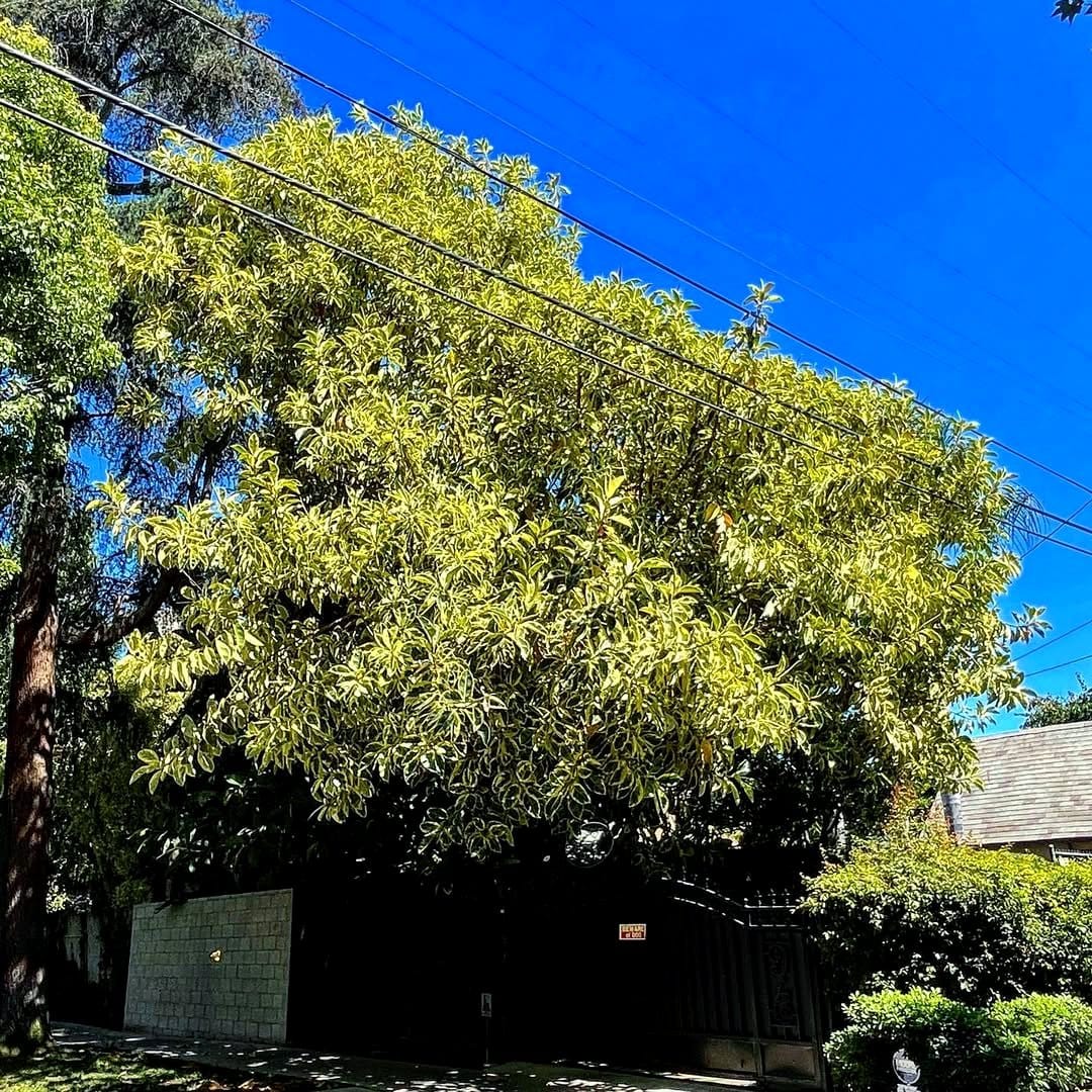 rubber plant family with glossy leaves