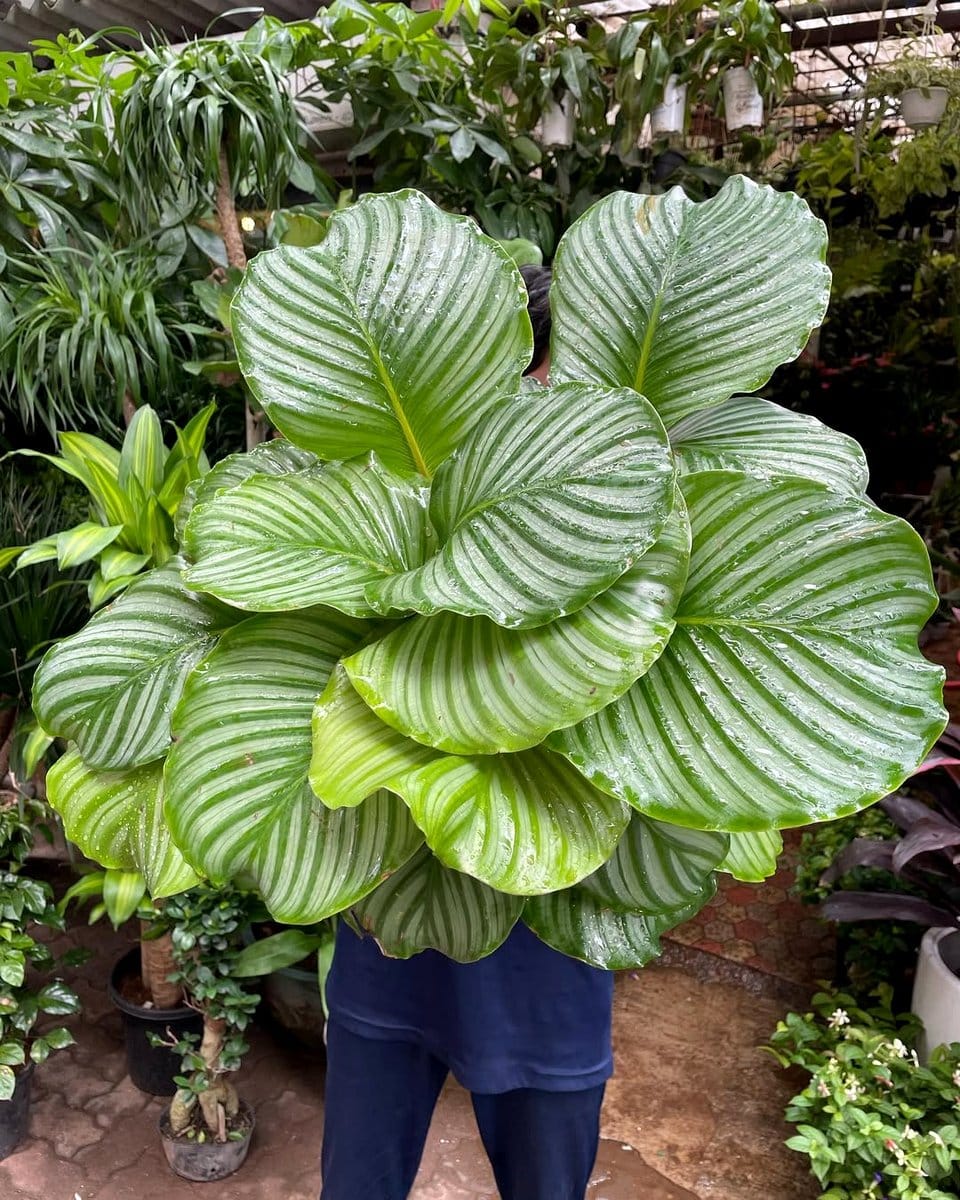 Calathea on a nightstand