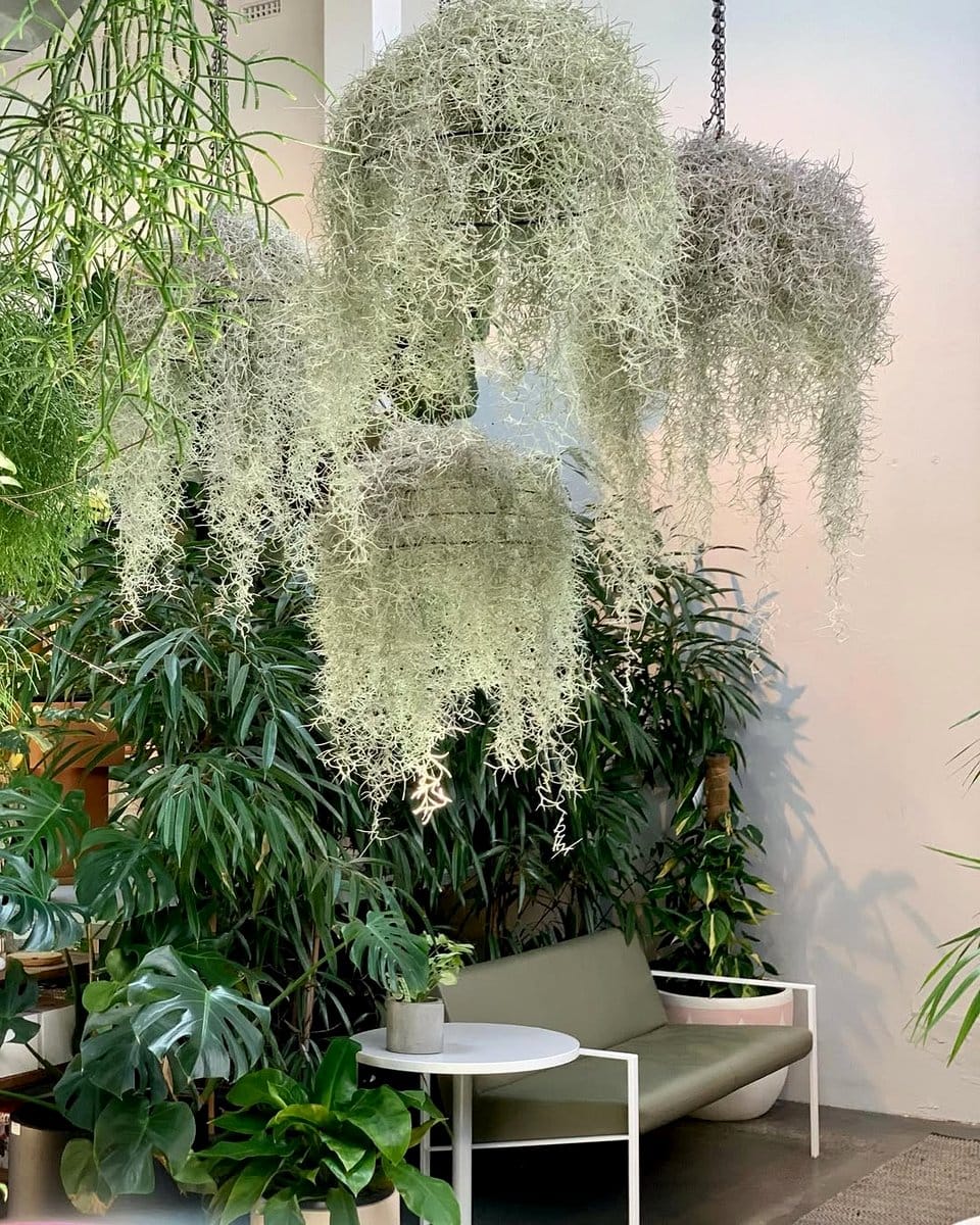 moss plant chandelier in office