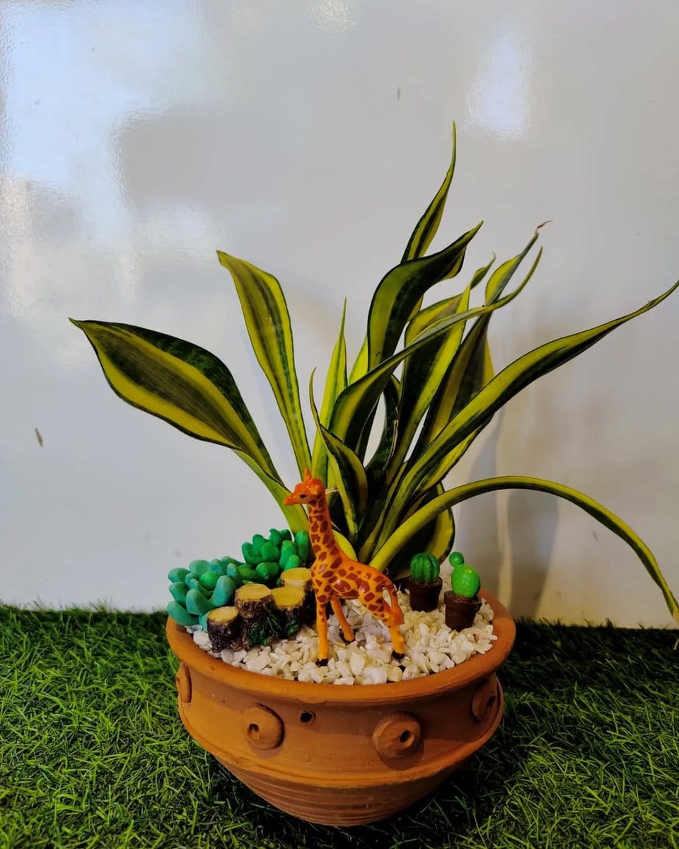zen garden with snake plants