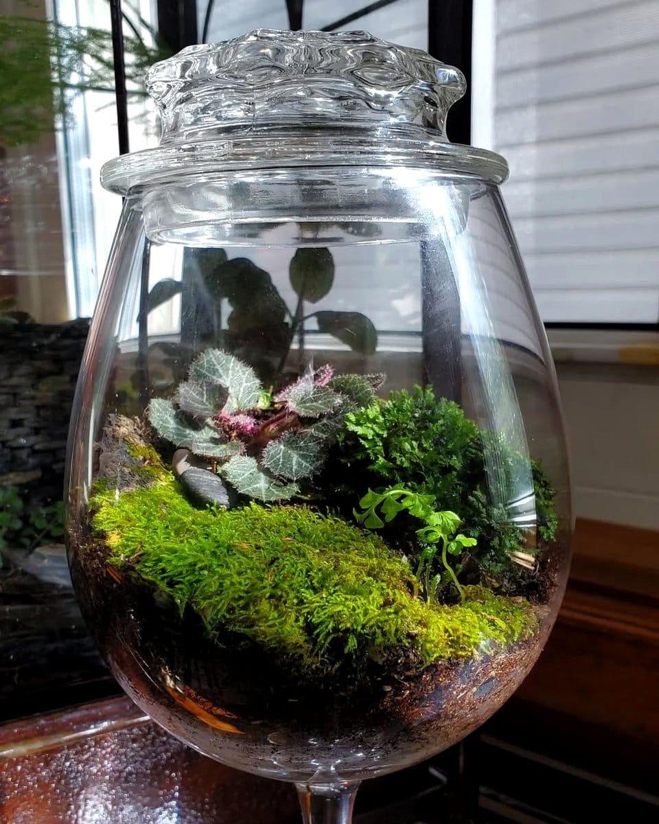 glass terrarium with moss and fern