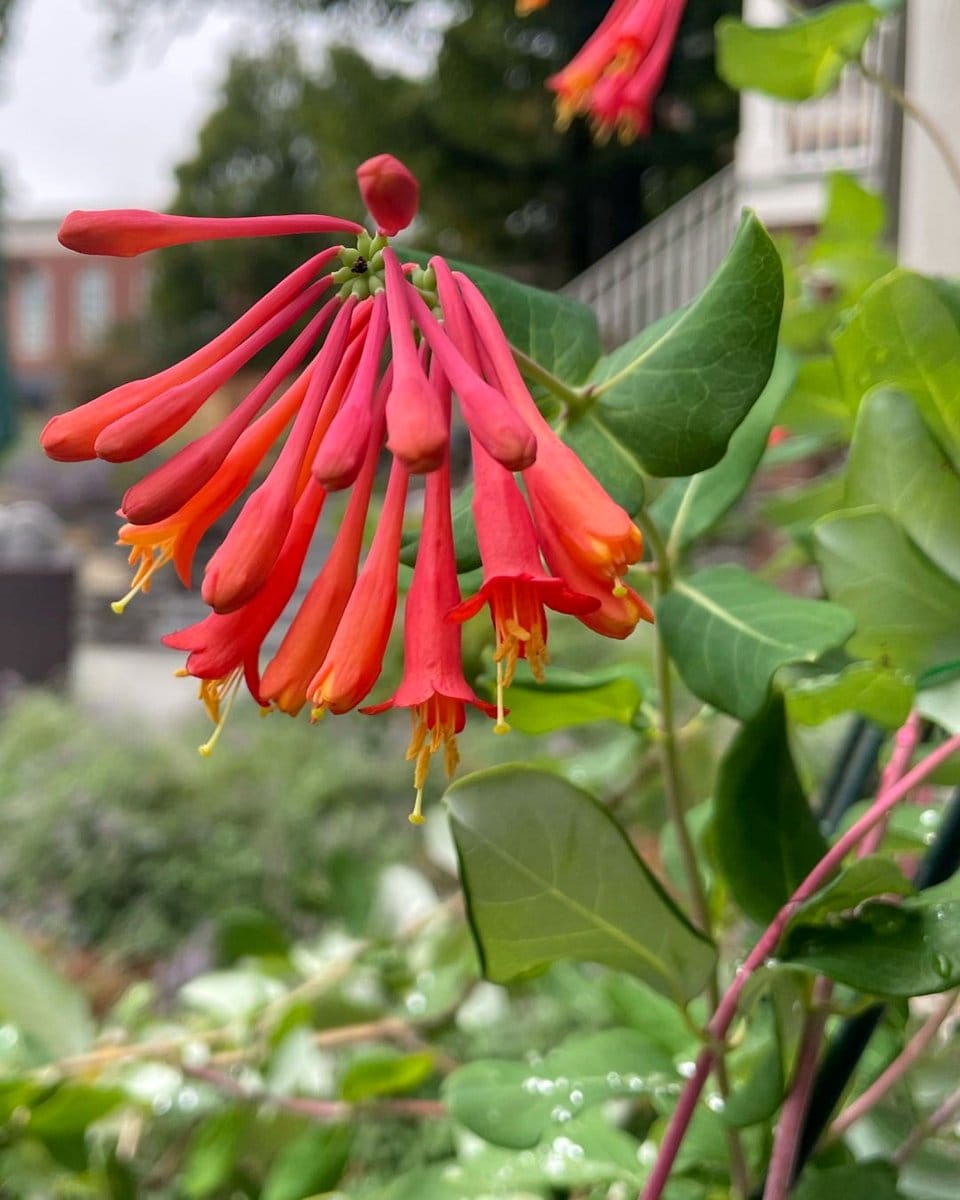 climbing plant on trellis