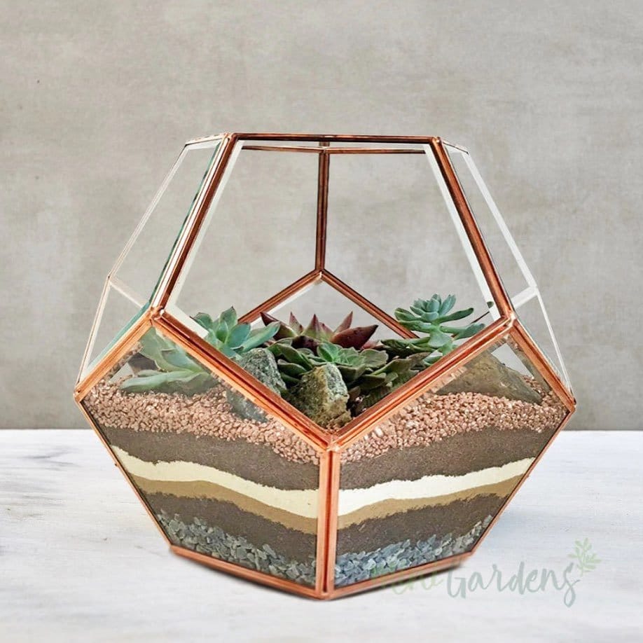 Assorted succulents in geometric terrarium