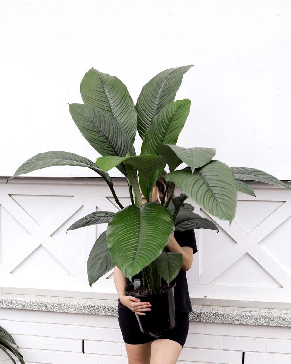 Peace lily in light-filled corner