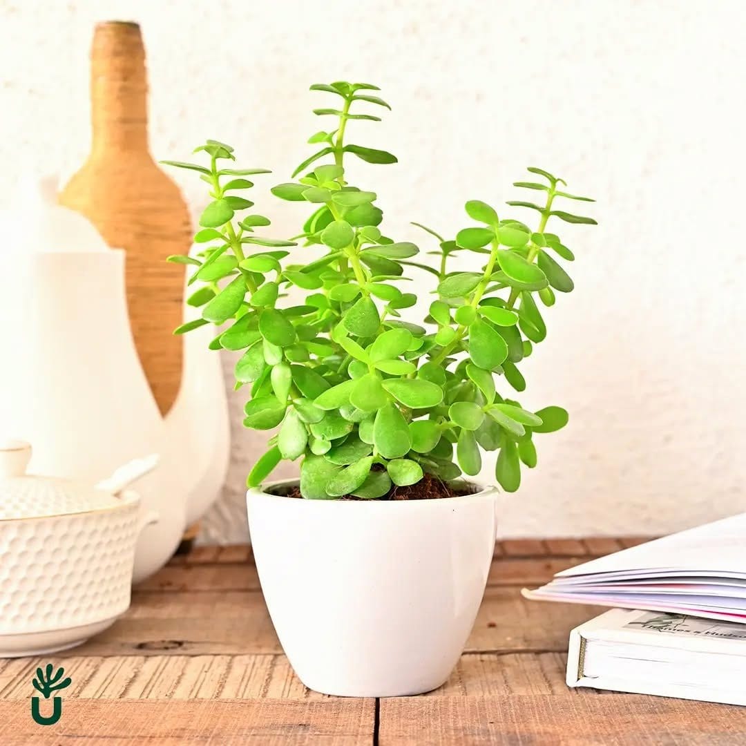 jade plant in ceramic pot