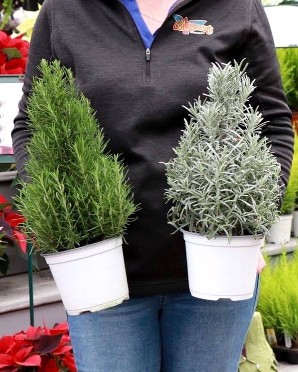 potted rosemary plant on dresser