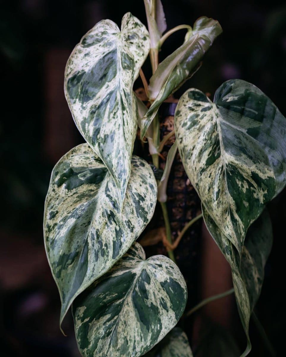 philodendron with variegated leaves