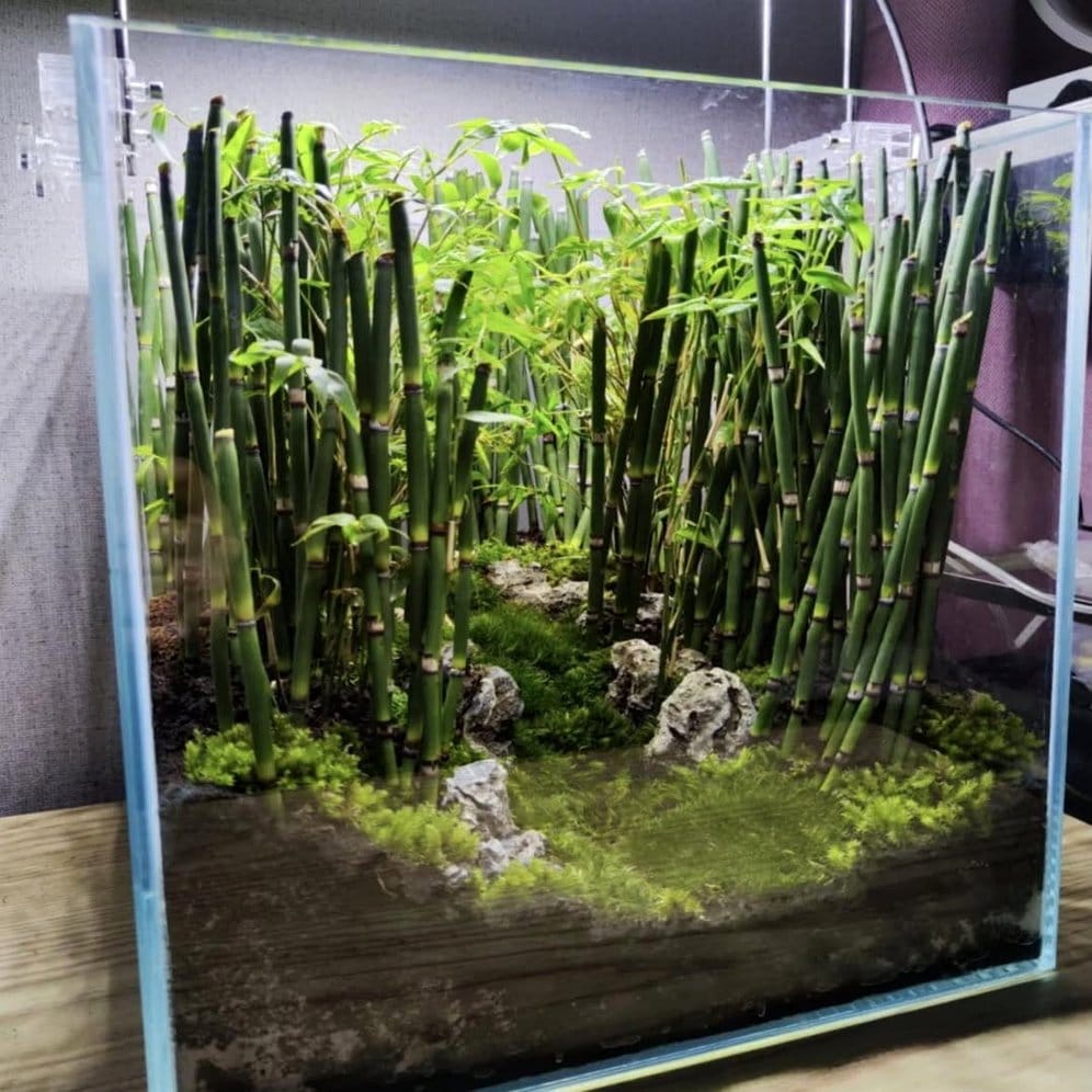 Cluster of potted bamboo plants