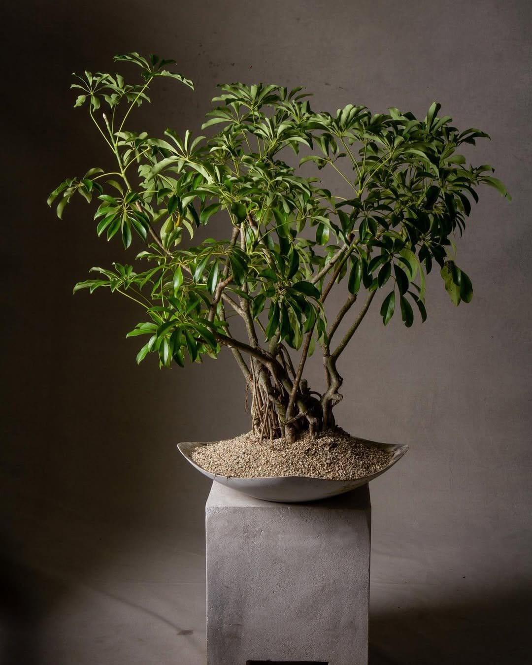 Vibrant schefflera on kitchen counter