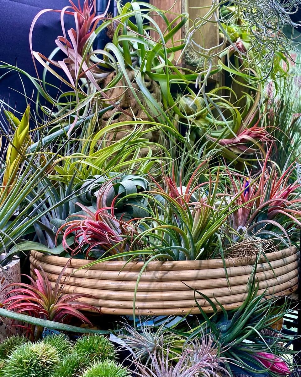 wooden frame with Tillandsia display