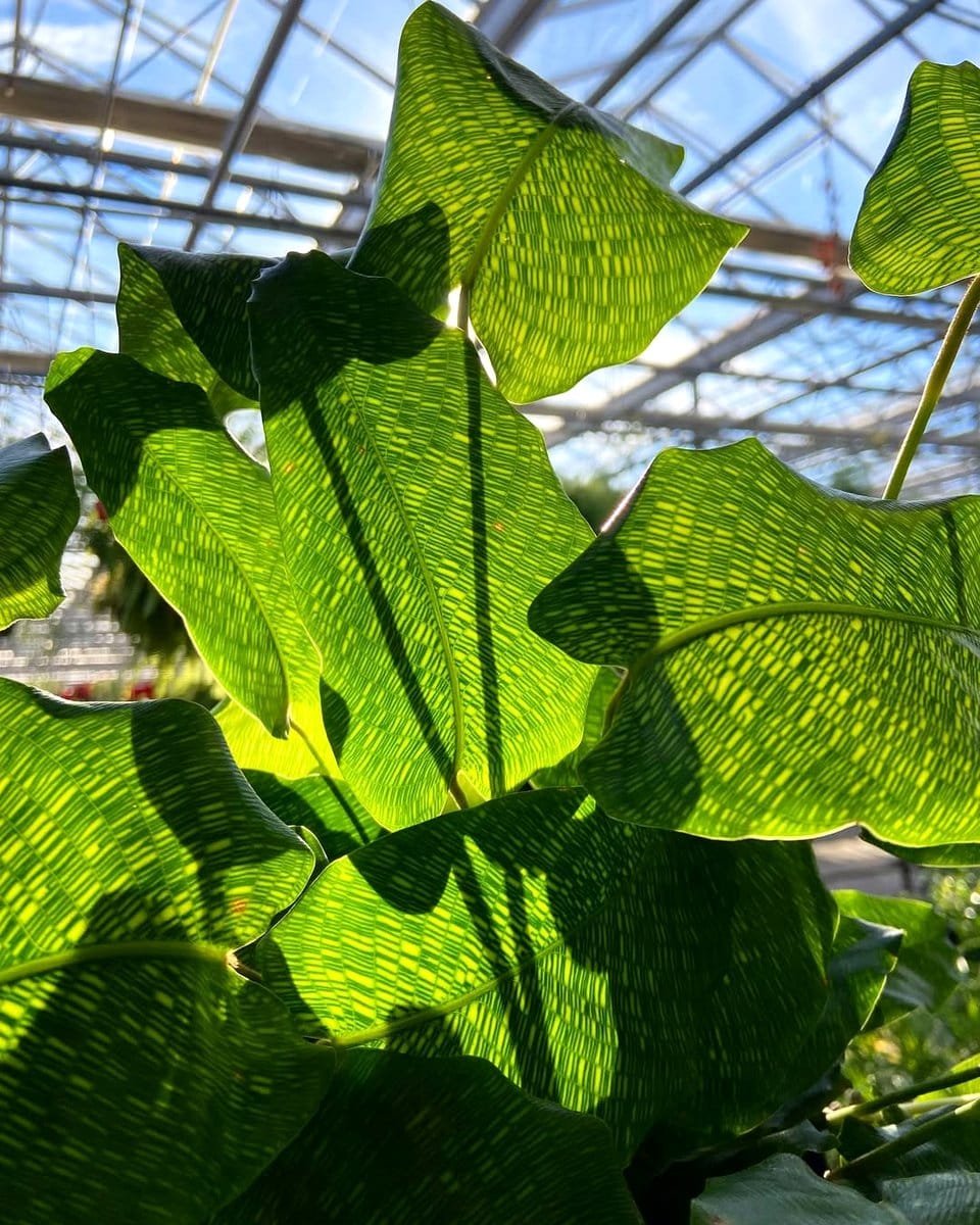 calathea leaves with variegation