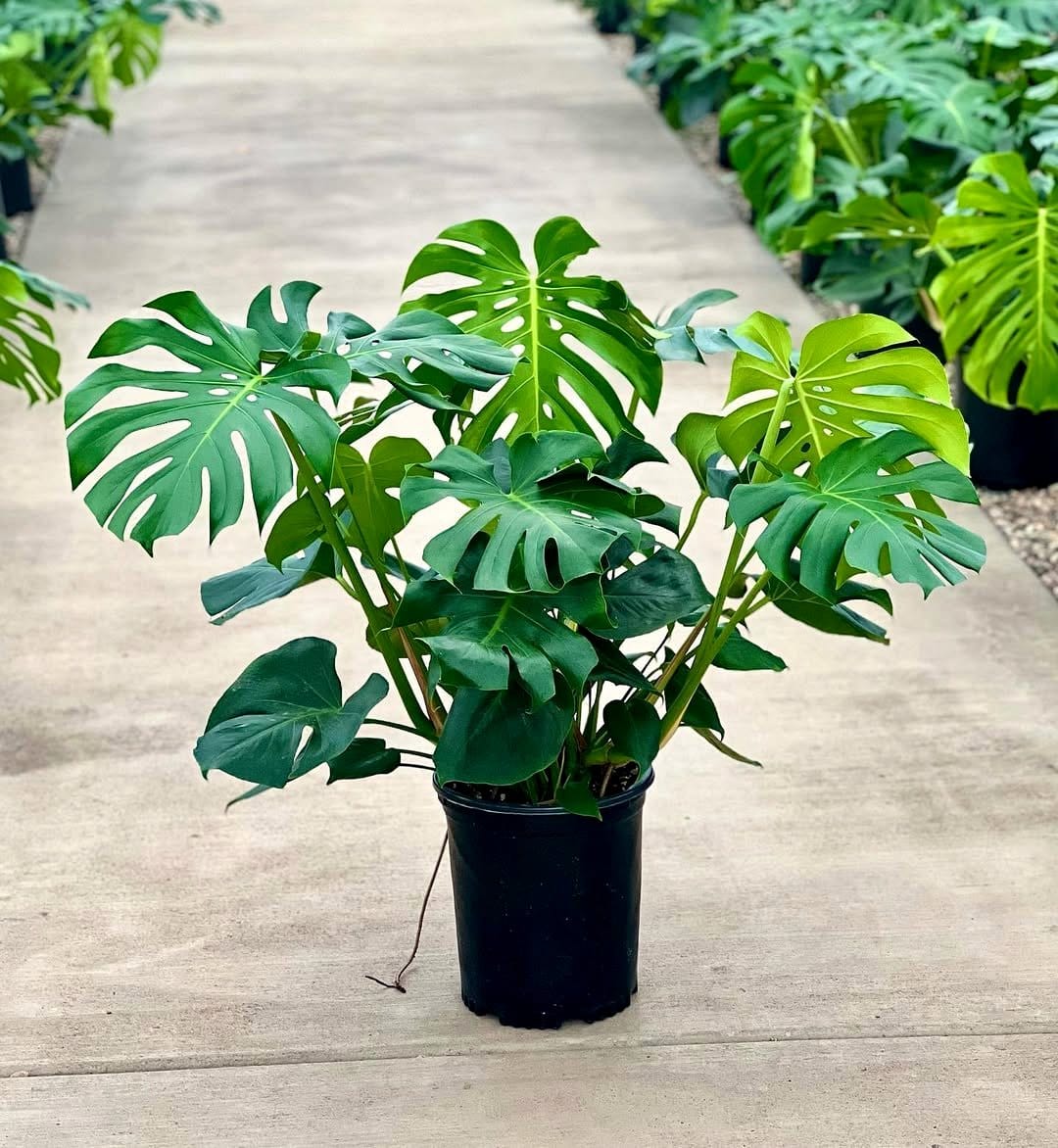 plant stand with monstera plant