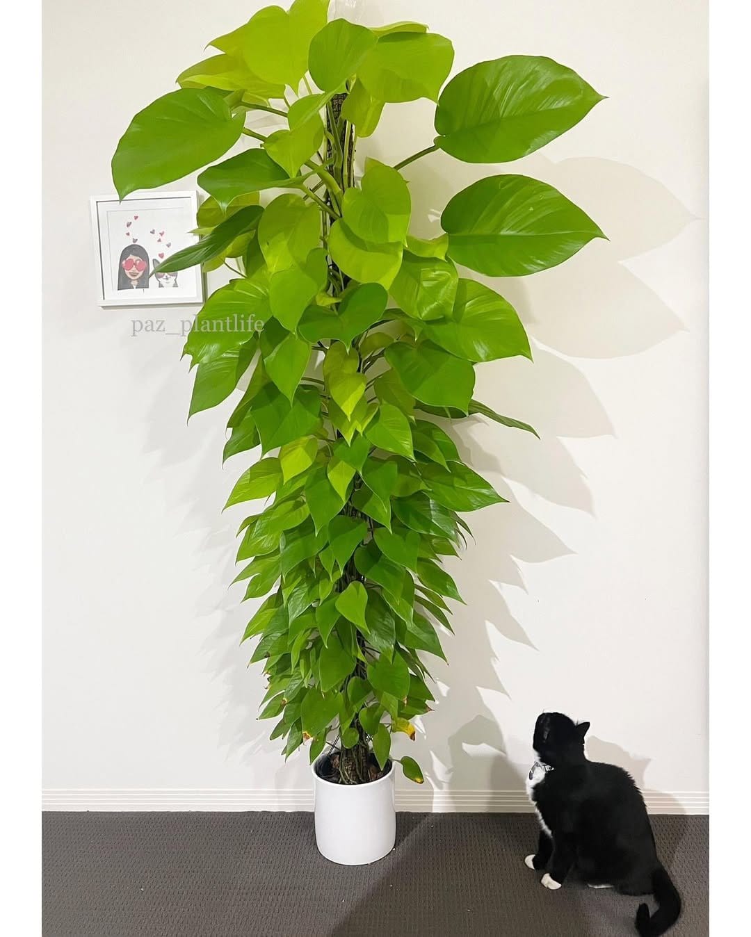 Bright neon pothos in a minimalist black pot