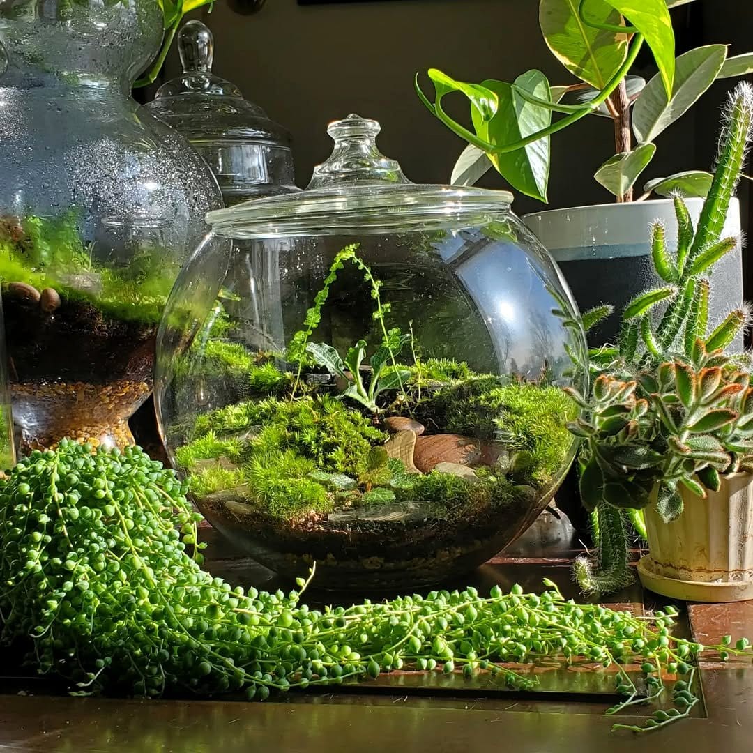 glass spherical terrariums