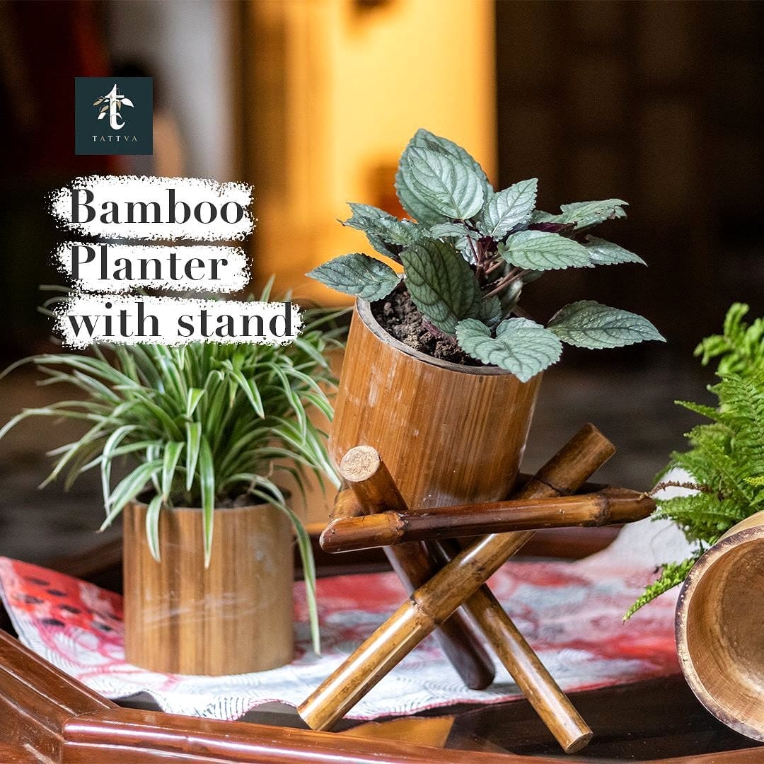 Stylish bamboo plant stand with indoor trees