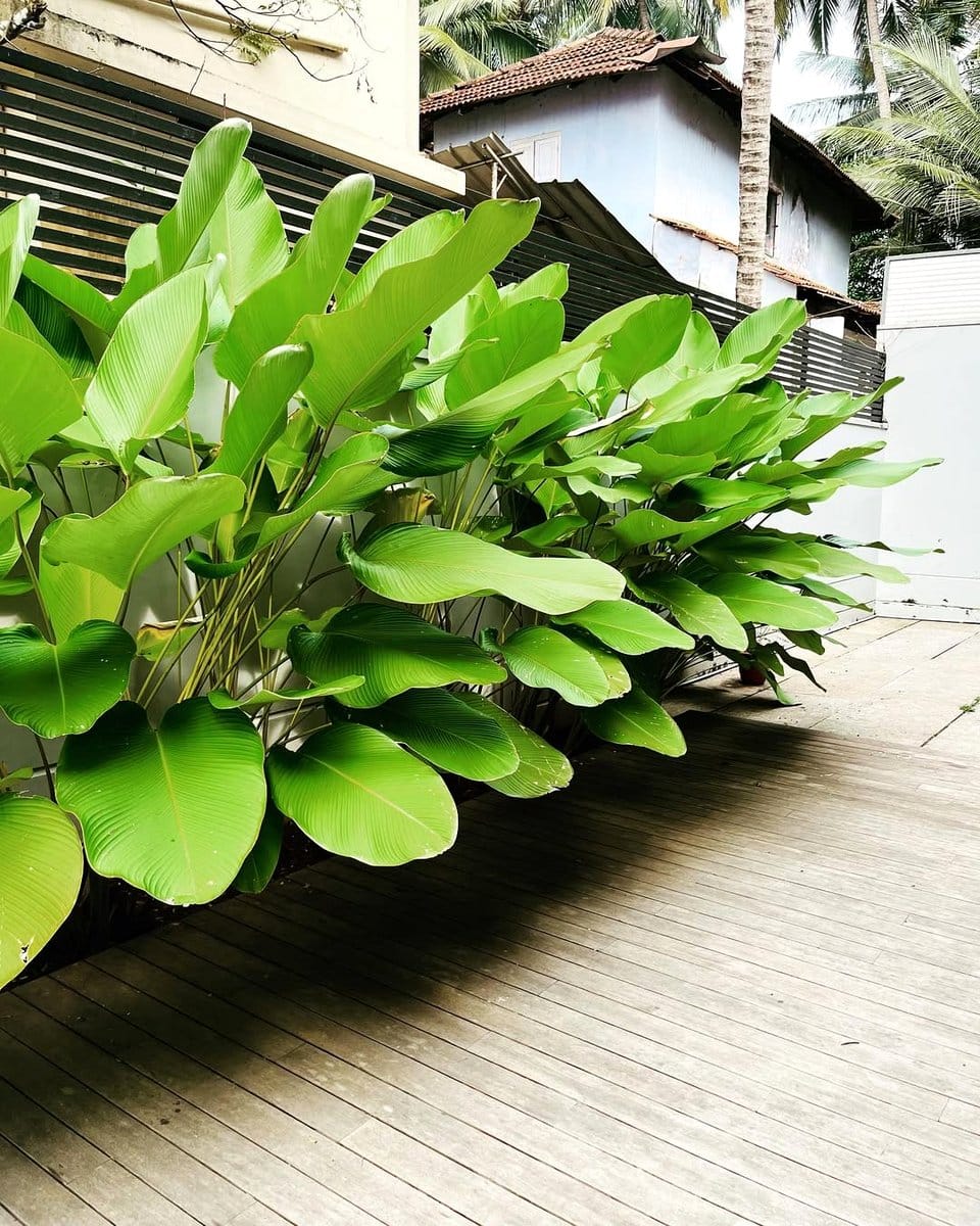 Calathea on a patio table