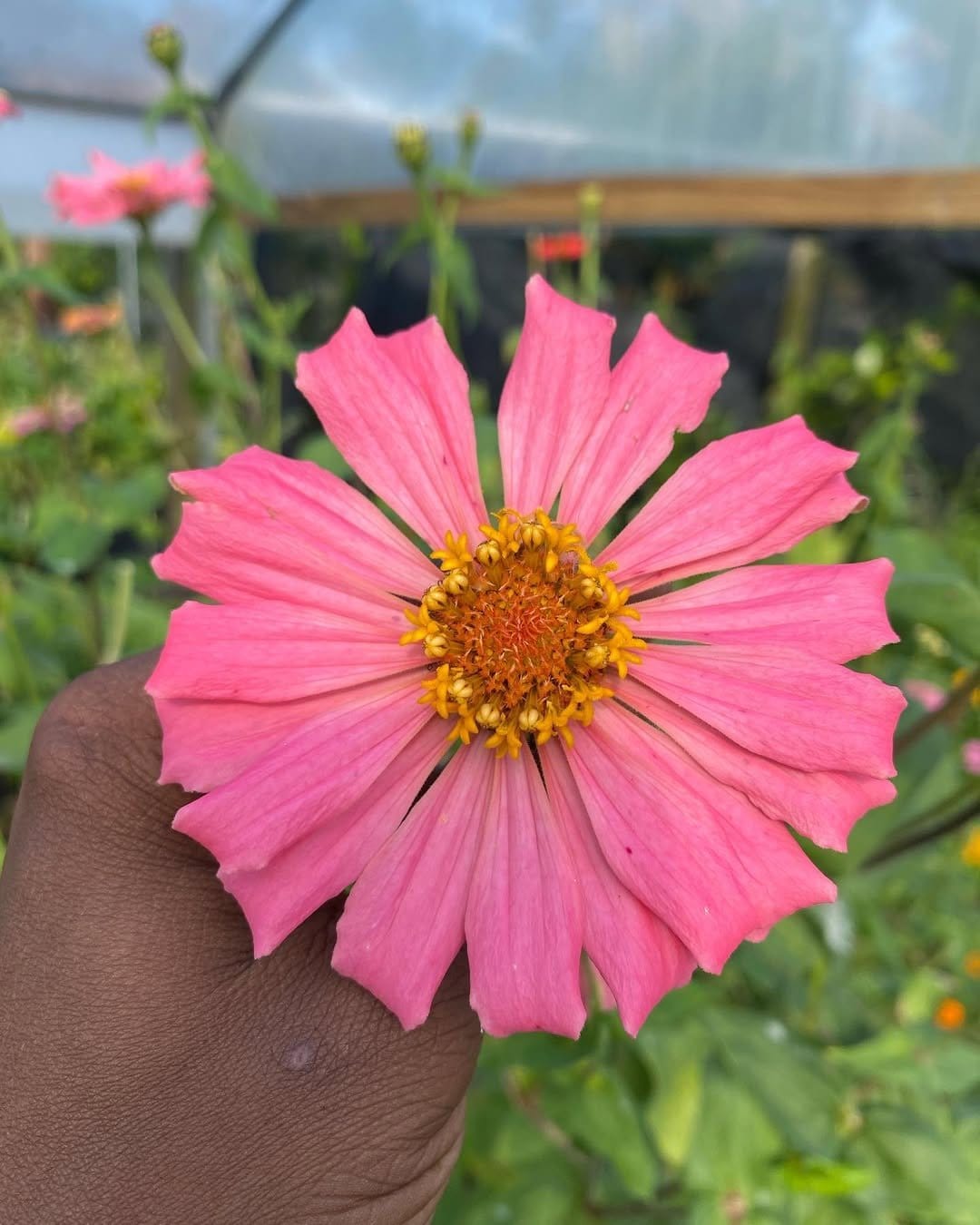 Vibrant edible flowers in wooden box