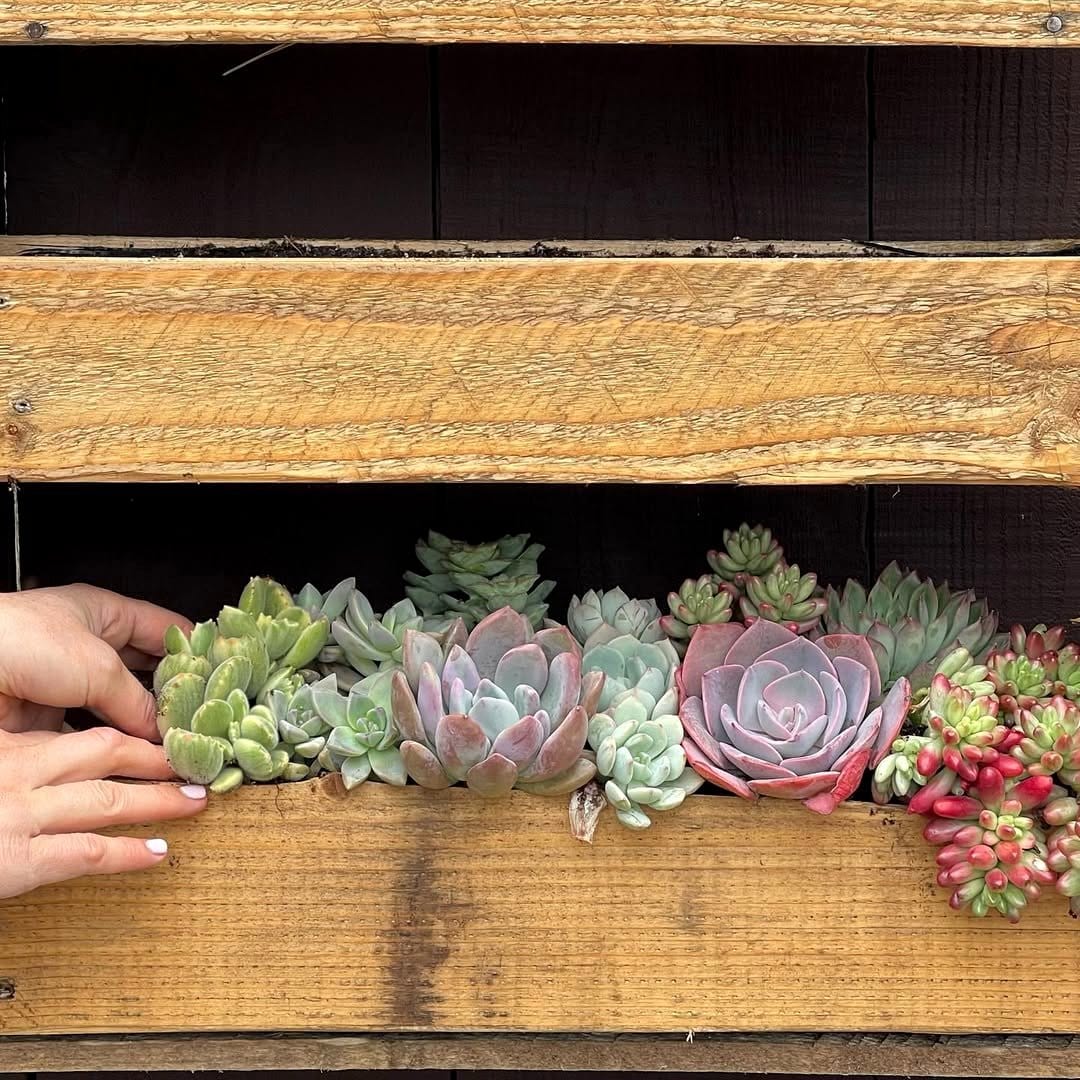 Wooden pallet with attached planters