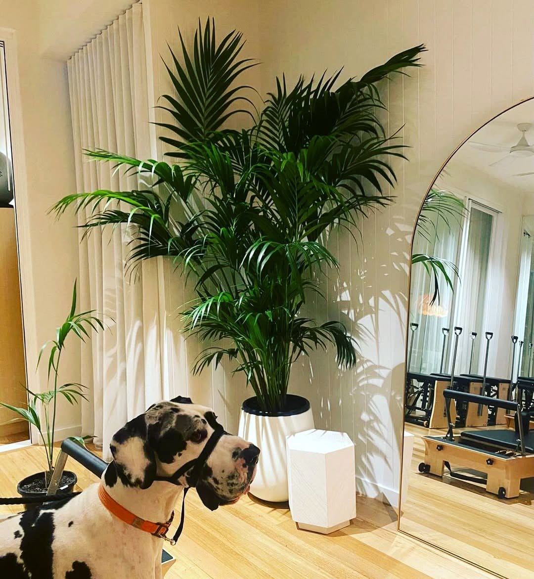 Graceful kentia palm in stylish entryway