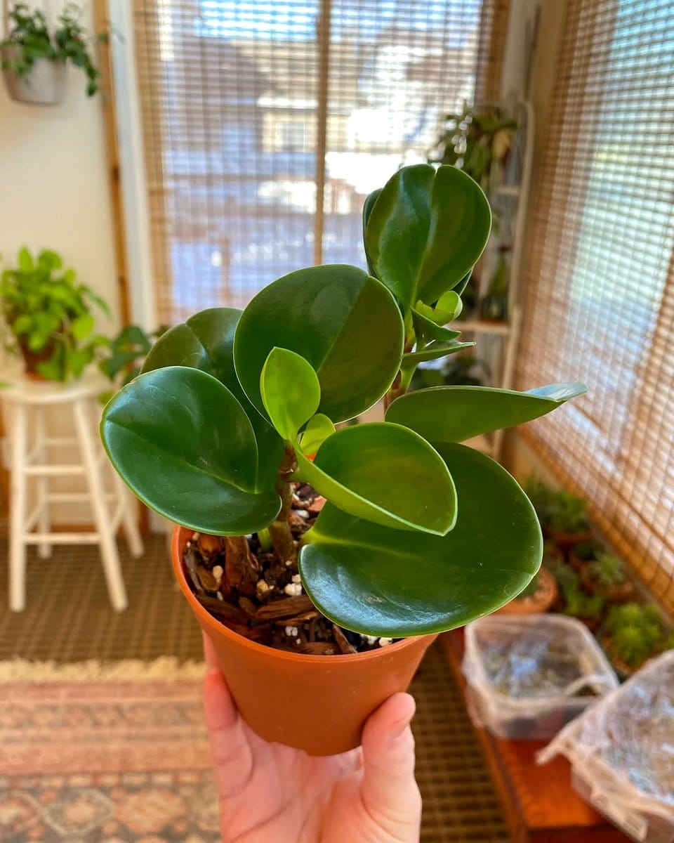 soft light on rubber plant