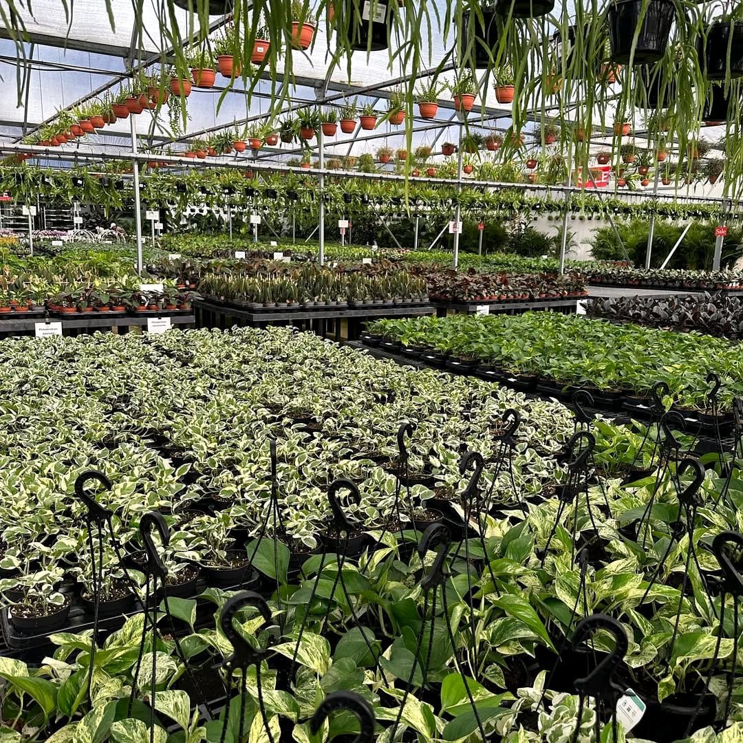 metallic plant pots with orchids