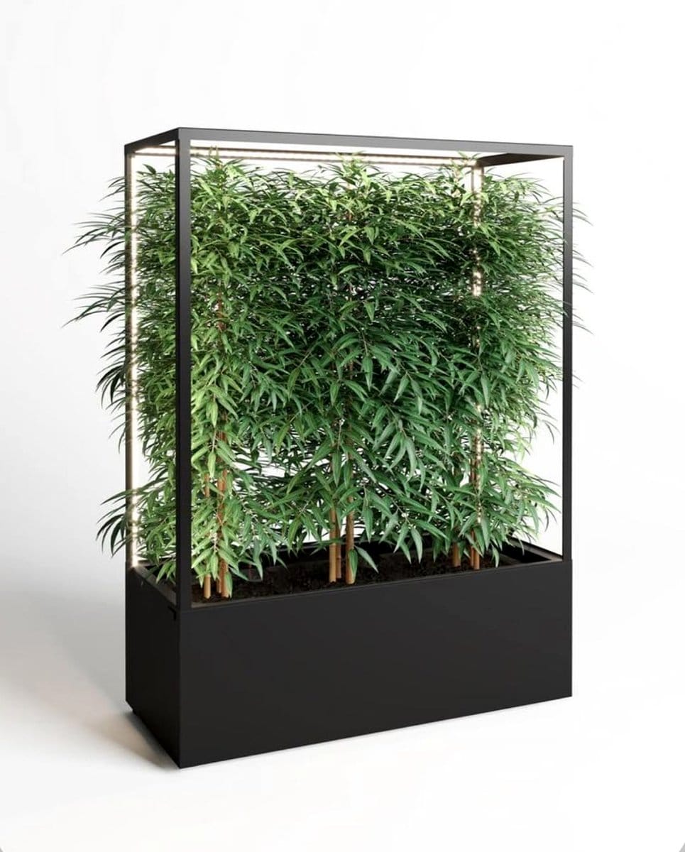 Tall potted plants as room divider