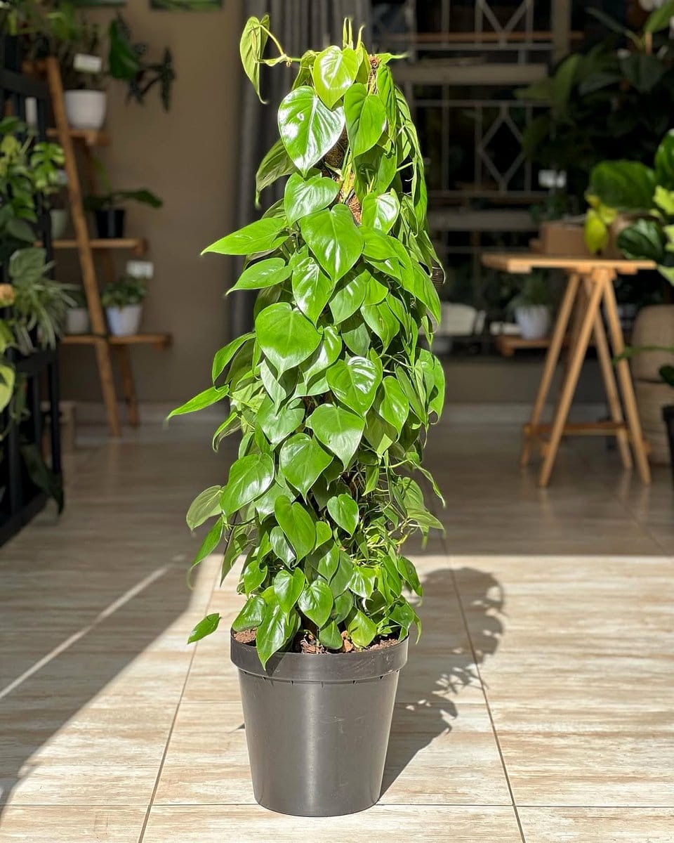 heartleaf philodendron cascading from a white pot