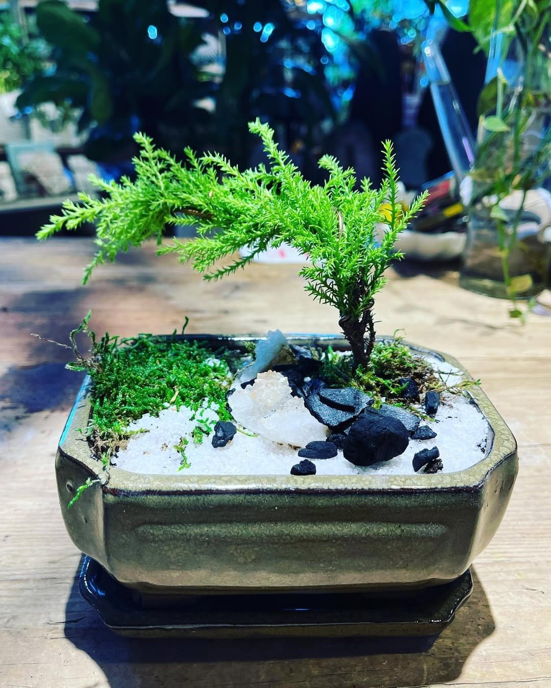 Dwarf lemon tree in sleek ceramic pot