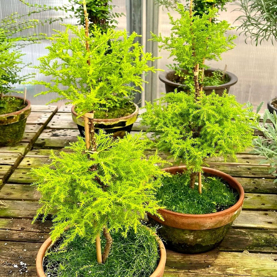 Rattan shelf with bonsai and meditation accessories