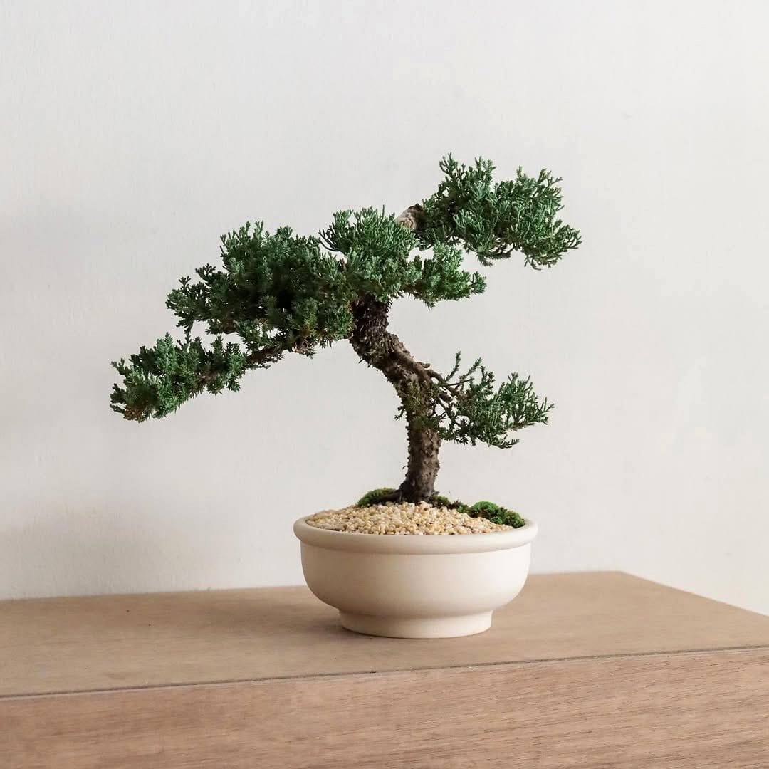 bonsai tree on stacked trunks
