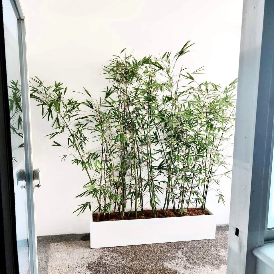 Eco-friendly bamboo fiber plant pots