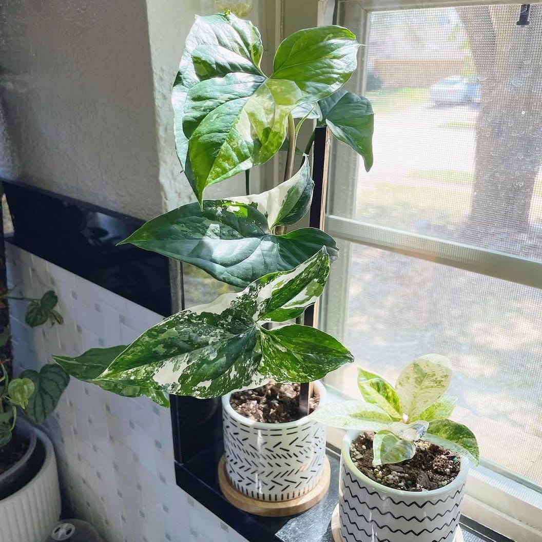 Sunlit window sill with potted herbs
