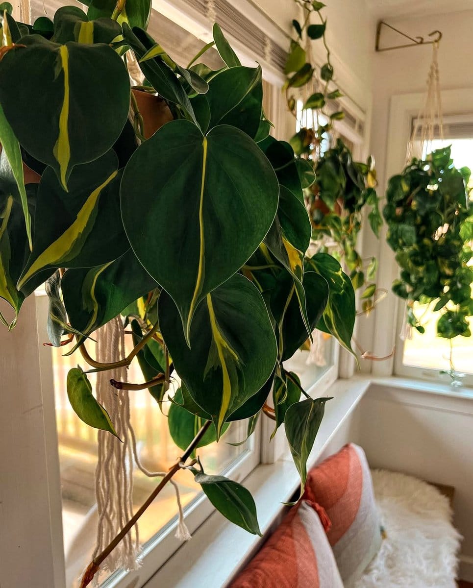 hanging plants in bright room