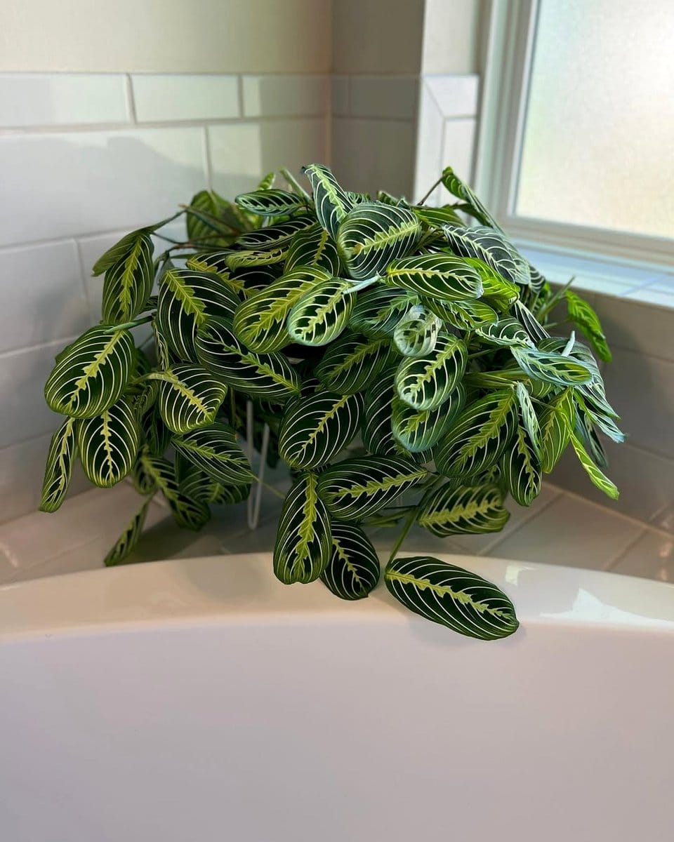 Calathea and Maranta on rustic shelf