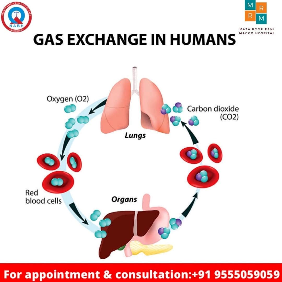 diagram of gas exchange