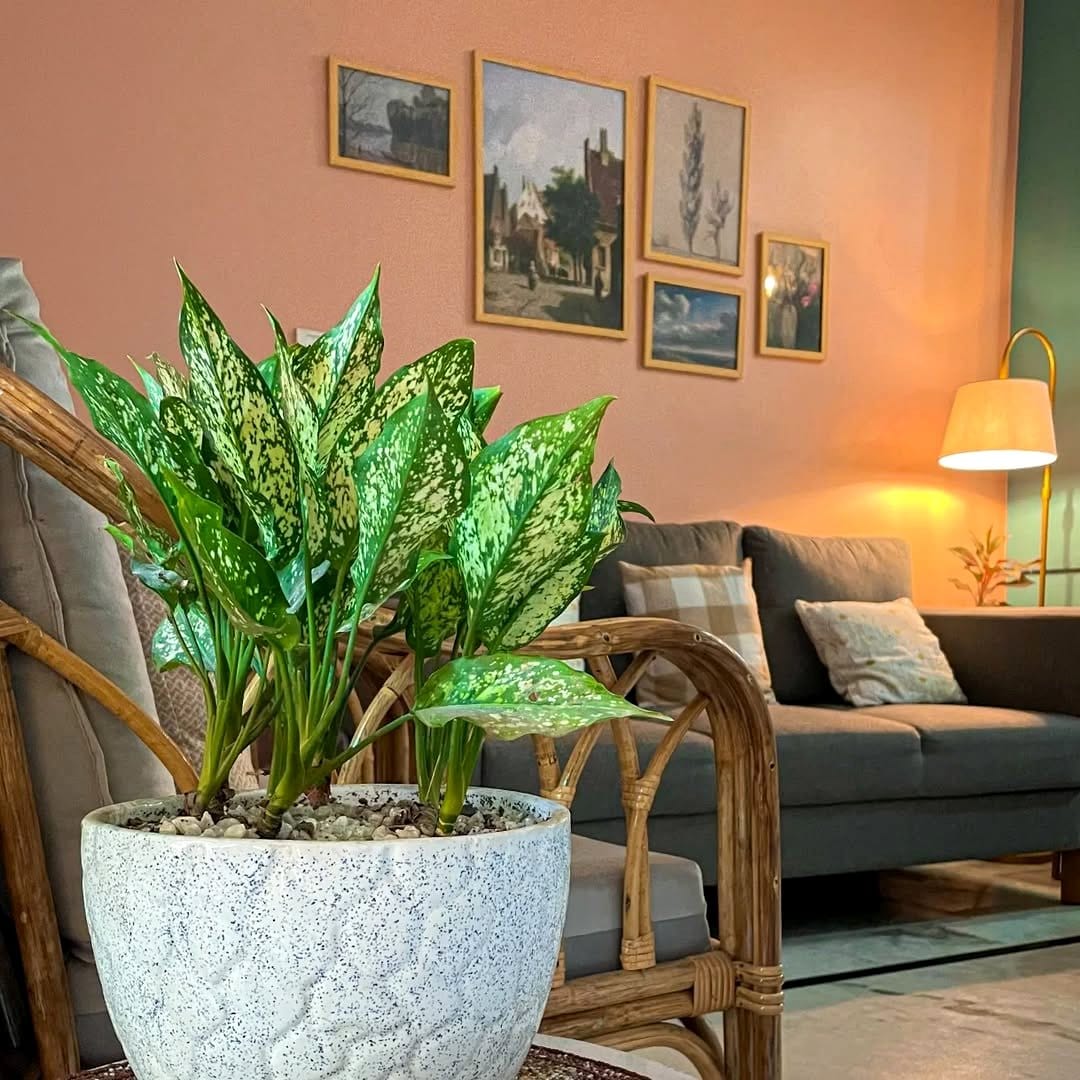 Chinese evergreen on side table