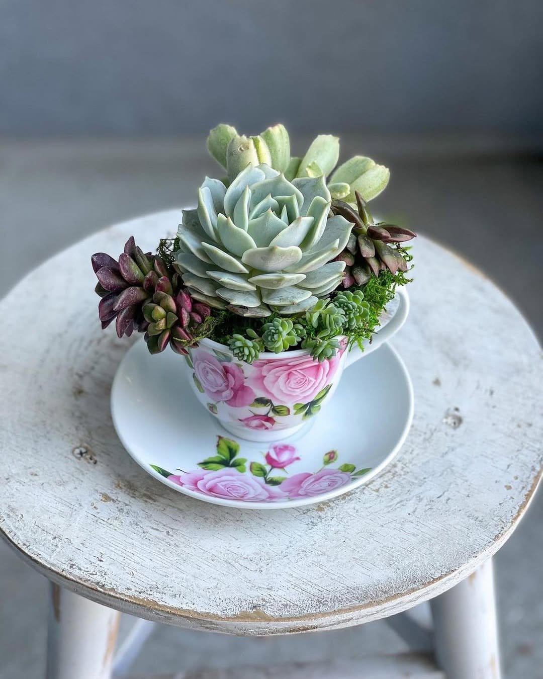Charming succulents in vintage tea cups