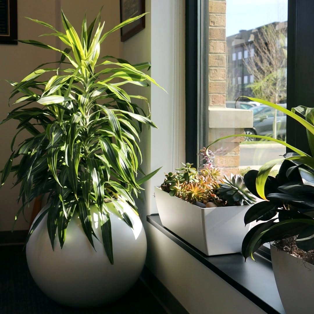 office plants in morning light