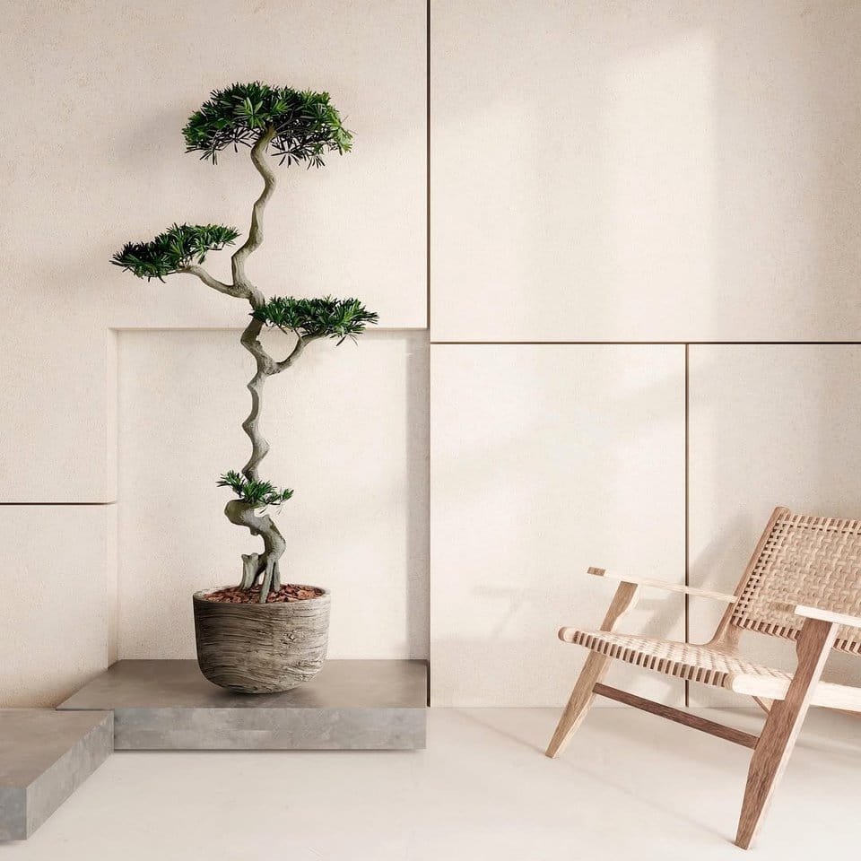 Bonsai tree on a minimalist wooden shelf