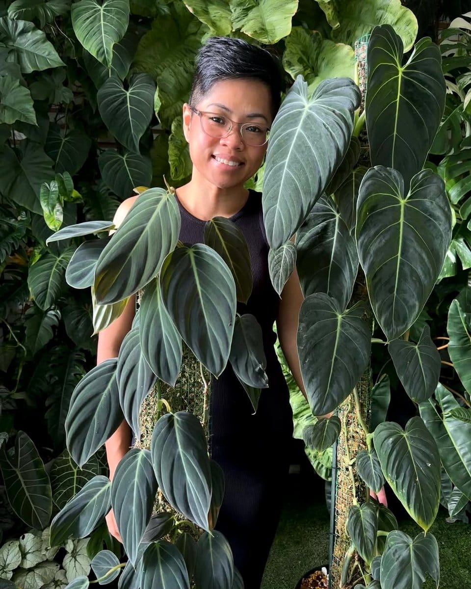 philodendron melanochrysum with dark velvety leaves