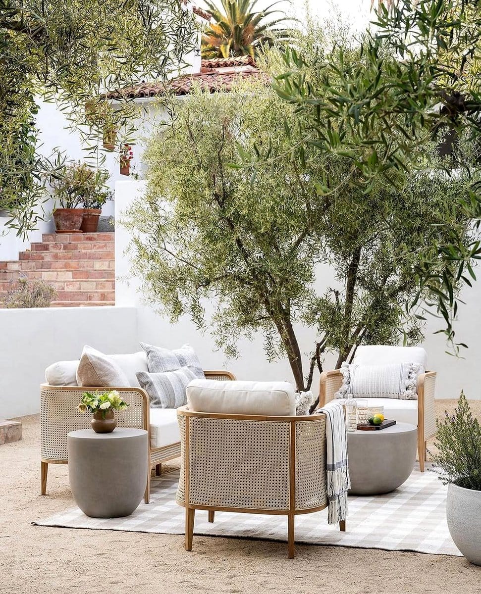 olive tree by patio doors