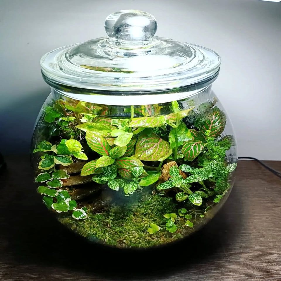 Water-filled glass terrarium with aquatic plants