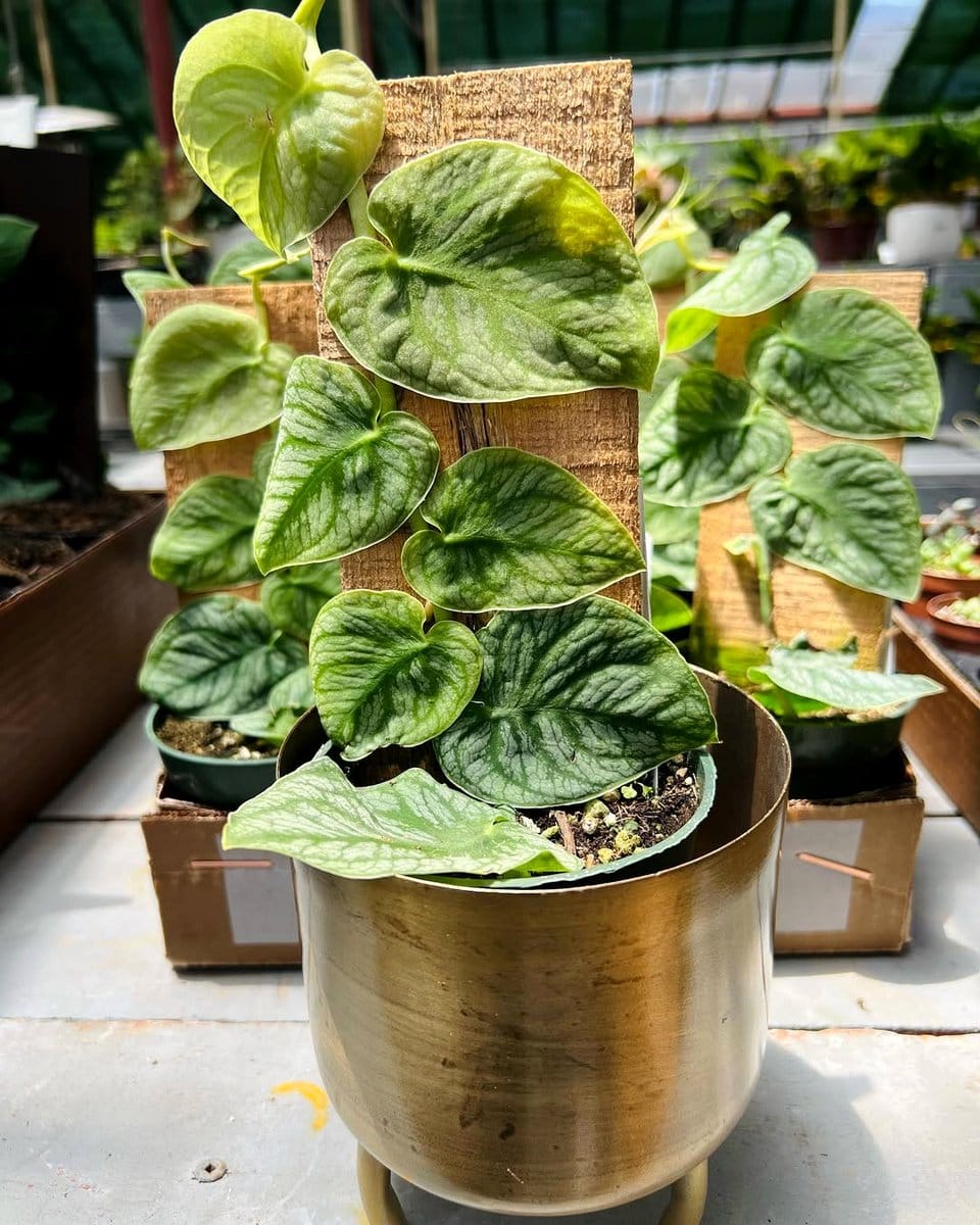 Monstera Dubia climbing on plank