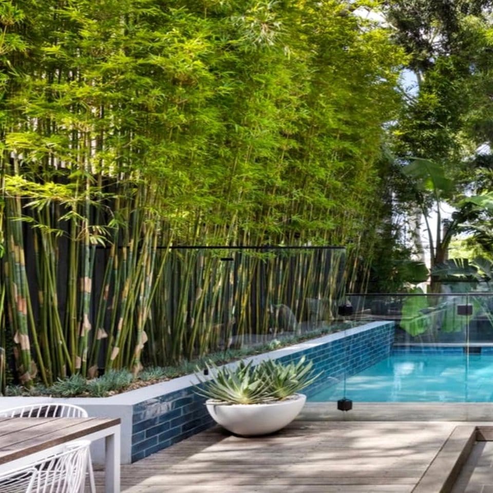 Bamboo screen backdrop with plants