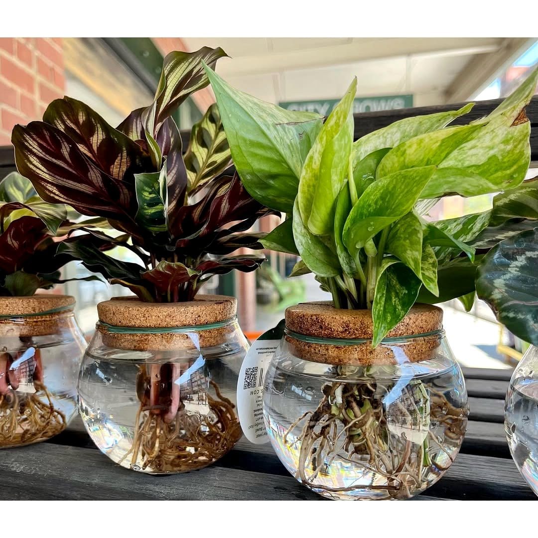 plant pot in water-filled bowl