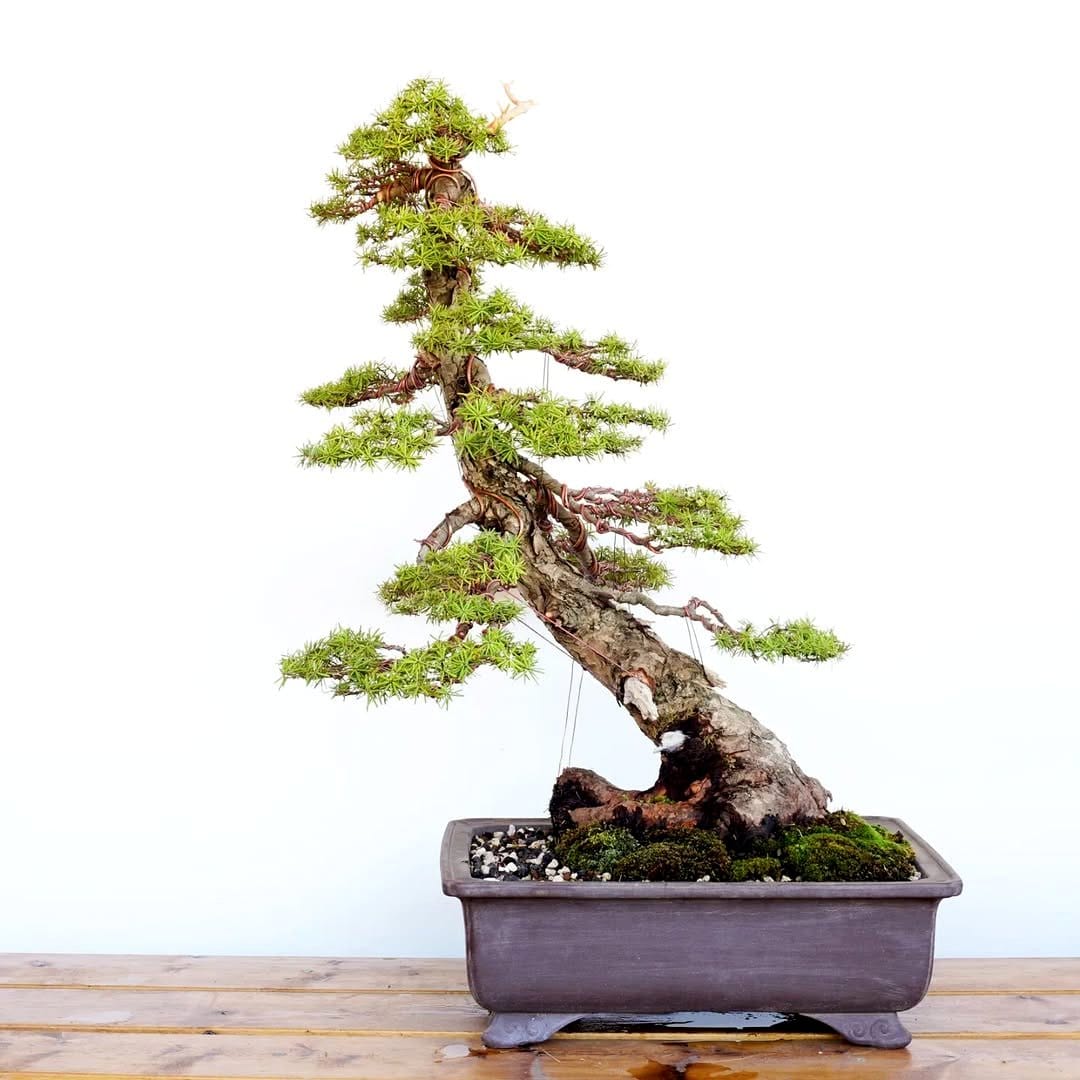 bonsai table centerpiece with candles
