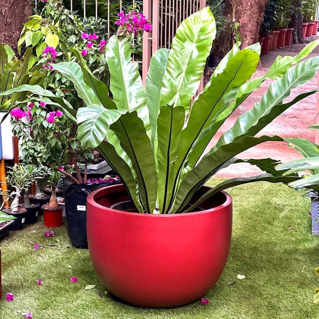 bird's nest fern in ceramic planter