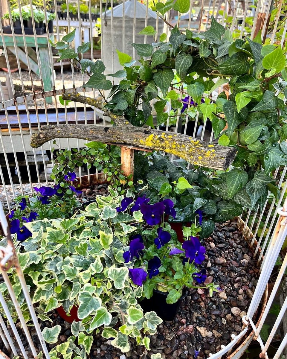 antique birdcage with flowers