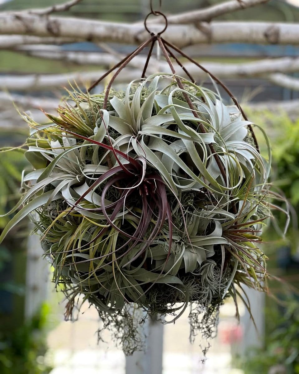 decorative wreath with Tillandsia
