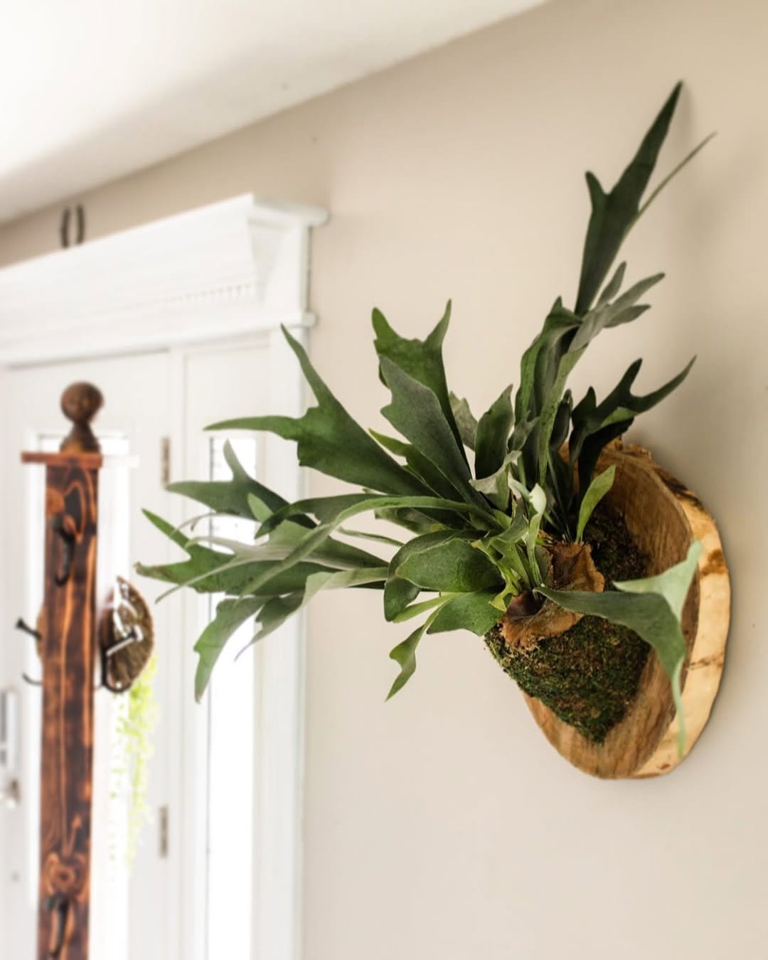 Mounted staghorn fern on wooden plaque